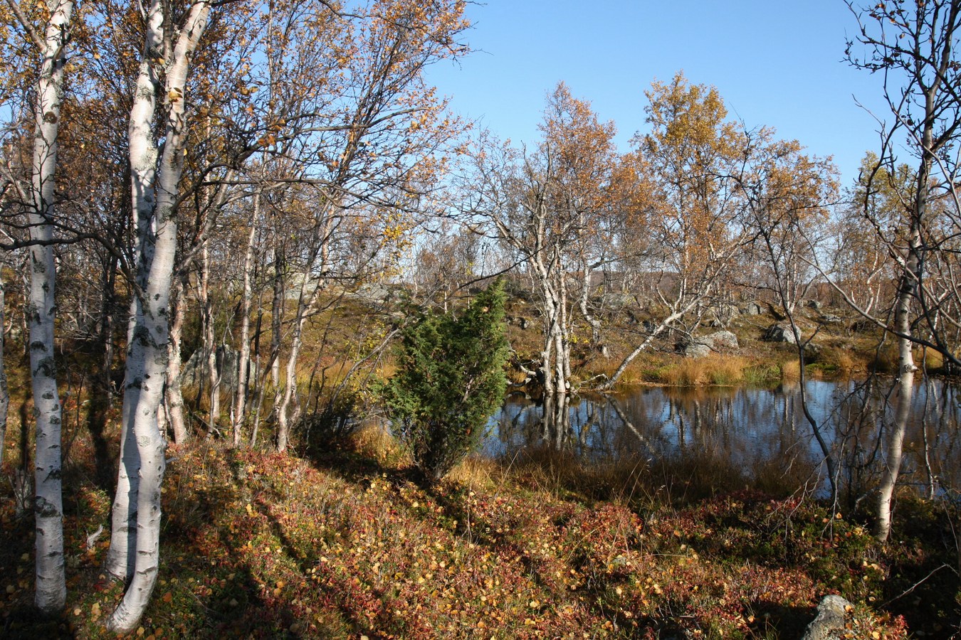 Окрестности озера Лапоть, изображение ландшафта.