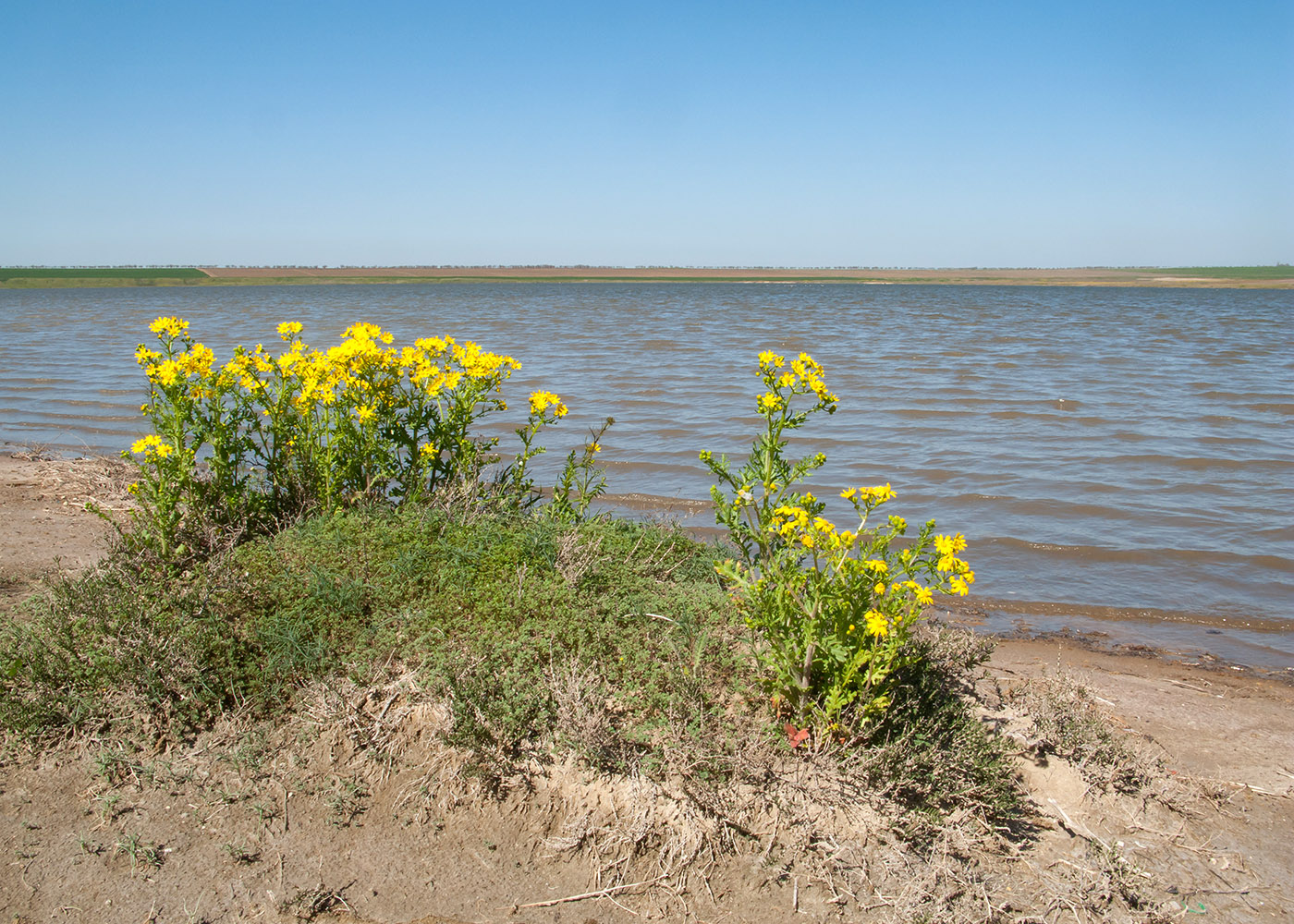 Озеро Солёное, изображение ландшафта.