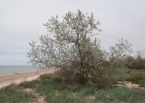 Куликовское гирло, image of landscape/habitat.