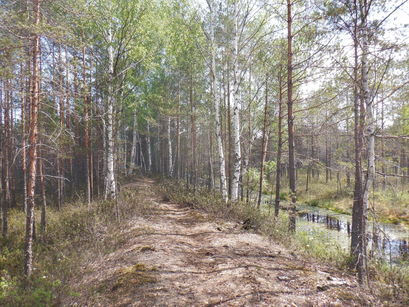 Свалка опилок, image of landscape/habitat.