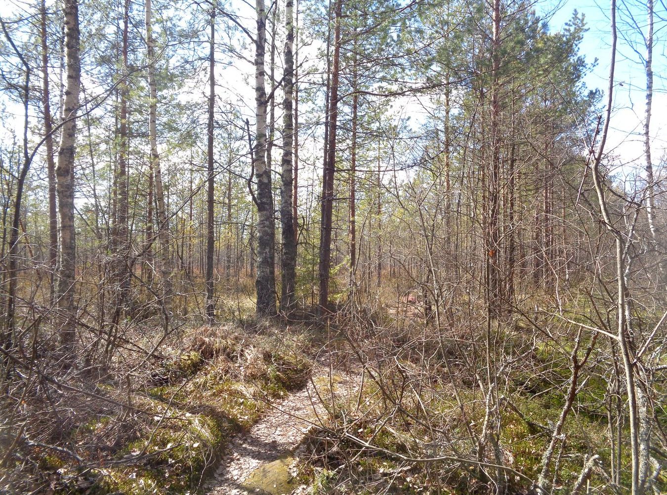Свалка опилок, image of landscape/habitat.