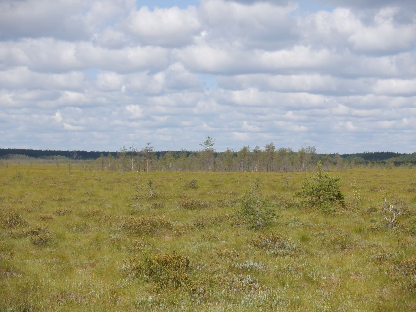 Железная дорога на болоте, image of landscape/habitat.