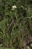 Fragaria viridis. Цветущее растение. Саратов, Кумысная поляна, широколиственный лес (дуб, клён), небольшая поляна. 22.05.2019.