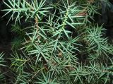 Juniperus deltoides