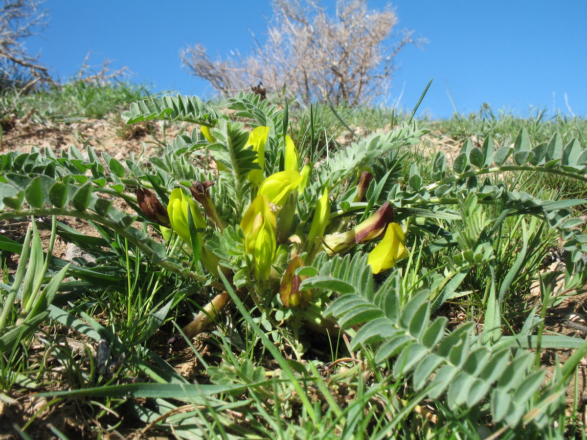 Изображение особи Astragalus atrovinosus.