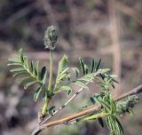 Astragalus cornutus