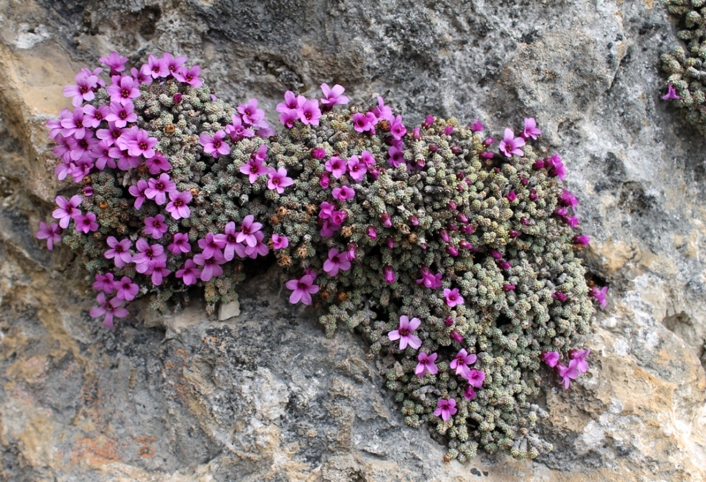 Изображение особи Saxifraga columnaris.