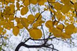Amelanchier alnifolia. Верхушки веточек с листьями в осенней окраске. Пермь, Свердловский р-н. 5 октября 2021 г.