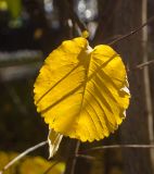 Amelanchier alnifolia. Лист в осенней окраске. Пермь, Свердловский р-н. 5 октября 2021 г.
