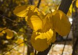 Amelanchier alnifolia. Листья в осенней окраске. Пермь, Свердловский р-н. 5 октября 2021 г.