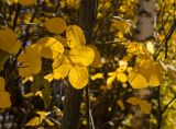 Amelanchier alnifolia. Верхушки веточек с листьями в осенней окраске. Пермь, Свердловский р-н. 5 октября 2021 г.