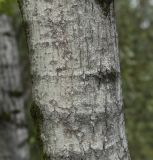 Populus longifolia