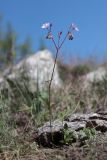 Geranium macrostylum. Цветущее растение. Крым, яйла близ вершины Ай-Петри. 27.05.2021.