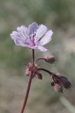 Geranium macrostylum. Цветок. Крым, яйла близ вершины Ай-Петри. 27.05.2021.