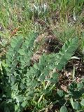 Astragalus platyphyllus