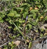 Moraea sisyrinchium