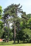 Pinus pallasiana. Взрослые растения. Беларусь, г. Минск, Лошицкий парк, в культуре. 20.06.2020.