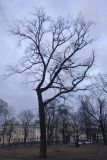 Quercus robur. Дерево в состоянии покоя. Санкт-Петербург, Центральный р-н, сквер на площади Искусств, в культуре. 14.03.2024.