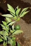 Citrus reticulata. Верхушка побега с незрелым плодом. Узбекистан, г. Андижан, частный двор, в культуре. 11.07.2021.