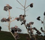 Ulmus minor. Ветви покоящегося растения с засохшими галлами. Крым, Севастополь, высоты Кая-Баш. 11.02.2021.