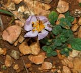 Colchicum triphyllum. Цветок с мухой. Крым, окр. Балаклавы, высоты Кая-Баш, в каменистой степи. 11.02.2021.