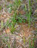 Carex stenophylla. Цветущее растение. Калмыкия, Яшкульский р-н, окр. пос. Утта, степь. 18.04.2021.