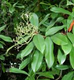 Photinia serratifolia. Плодоносящий побег. Республика Абхазия, г. Сухум, в культуре. Июль 2023 г.
