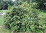 Sorbus sambucifolia