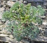 Seseli ponticum. Вегетирующее растение на каменистом склоне. Черноморское побережье, Геленджик, севернее пос. Кабардинка. 23 апреля 2012 г.