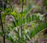 Astragalus falcatus