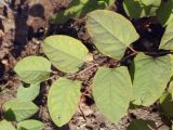 Reynoutria japonica. Верхушка побега. Крым, г. Саки, придомовое озеленение. 10.08.2017.