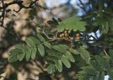 Sorbus meinichii. Верхушка ветви со зреющими плодами. Мурманск, в озеленении сквера. 26.09.2017.