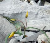Tulipa australis