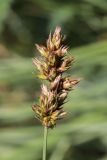 Carex stenophylla. Соплодие. Крым, Севастополь, Сарандинакина балка. 28.05.2021.