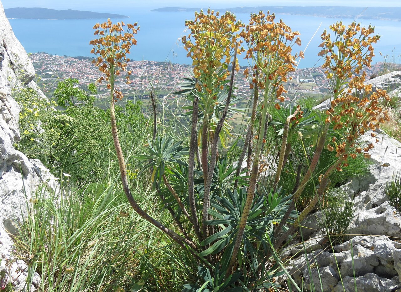 Image of Euphorbia characias ssp. wulfenii specimen.