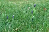 Muscari latifolium. Цветущие растения. Краснодар, парк \"Краснодар\", Японский сад, в культуре. 21.03.2024.