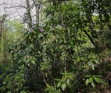 Rhododendron ponticum. Цветущее растение. Абхазия, Гагрский р-н, с. Лдзаа, широколиственный лес. 11.04.2024.
