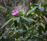 Rhododendron ponticum. Верхушка цветущей веточки. Абхазия, Гагрский р-н, с. Лдзаа, широколиственный лес. 11.04.2024.
