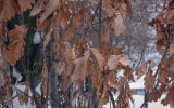Quercus robur форма fastigiata. Части веточек с неопавшими листьями прошлого года. Москва, ВДНХ, в культуре. 05.01.2022.