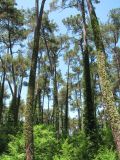Pinus pityusa. Взрослые деревья, со стволами, увитыми Hedera, в роще. Абхазия, Гагрский р-н, окр. г. Пицунда. 10.06.2012.