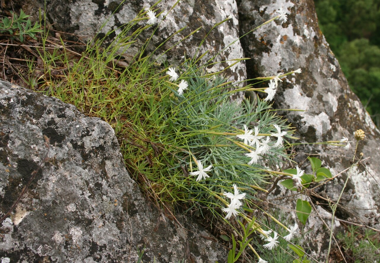 Image of Dianthus noeanus specimen.