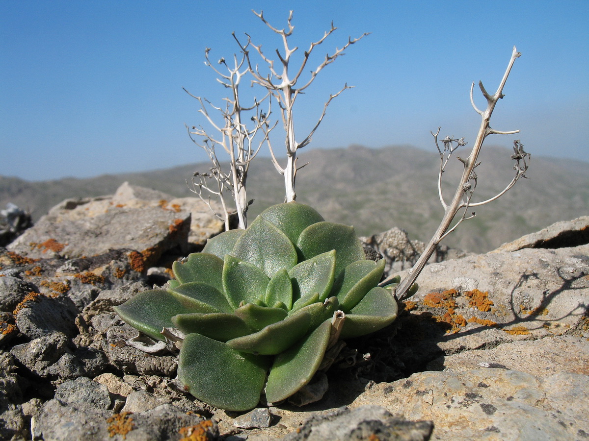 Image of Rosularia glabra specimen.