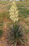 Yucca gloriosa. Цветущее растение. Крым, окр. г. Керчь, придомовые посадки. Июнь 2010 г.
