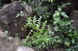 Caryota mitis. Вегетирующее растение. Вьетнам, провинция Кханьхоа, парк водопадов Ба Хо, экологическая тропа вдоль реки, лес. 02.09.2023.