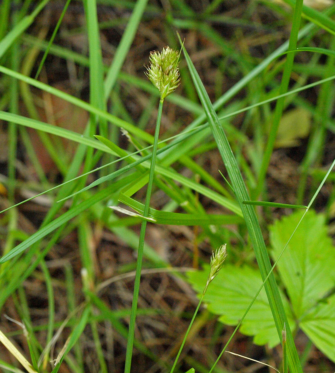 Image of Carex leporina specimen.