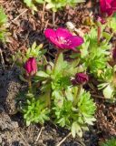 Saxifraga × arendsii. Цветущее растение. Краснодар, парк \"Краснодар\", Японский сад, в культуре. 21.03.2024.