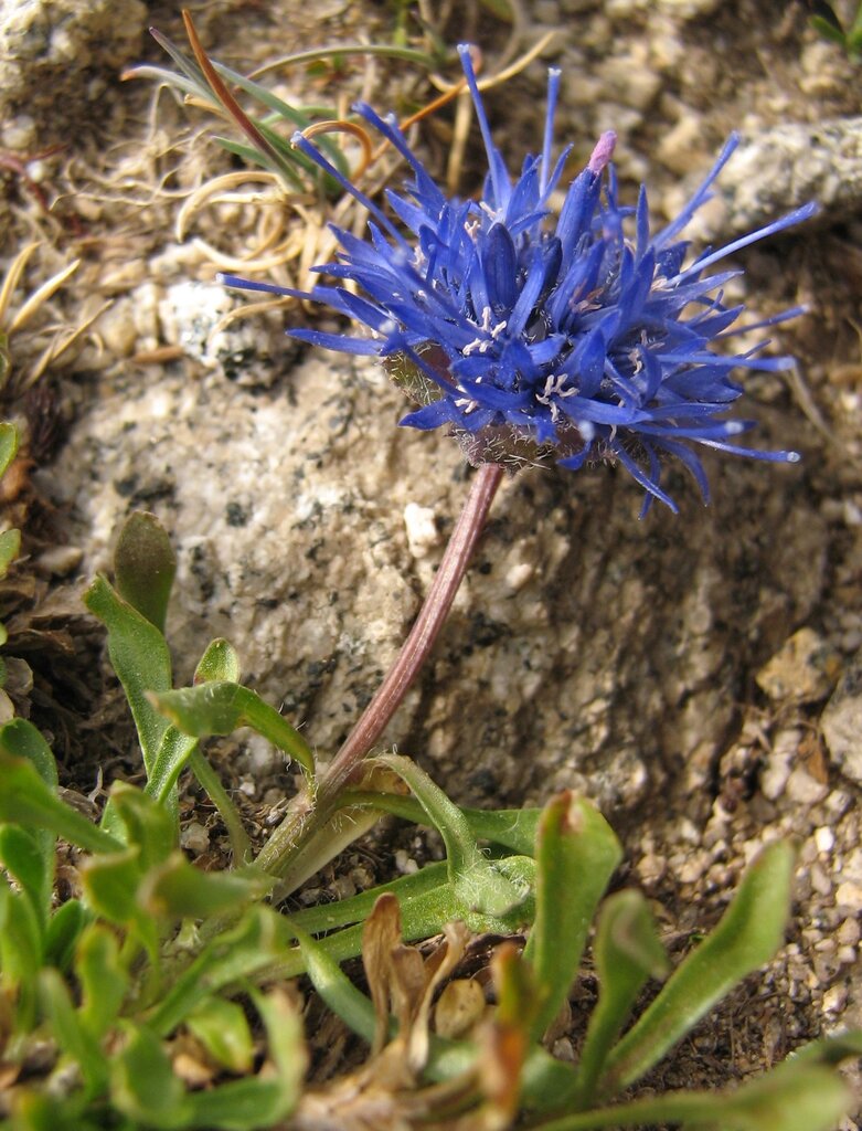 Image of Jasione orbiculata specimen.