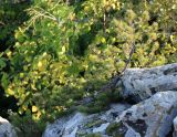 Pinus sylvestris subspecies hamata. Карликовое растение в трещине скалы. Краснодарский край, Туапсинский р-н, гора Индюк. 03.10.2020.