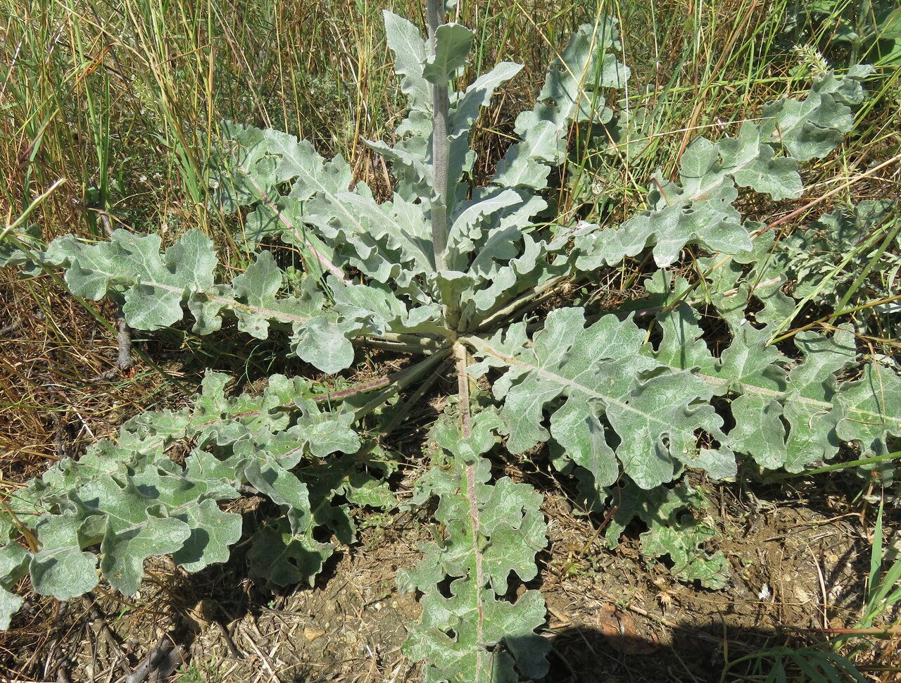 Изображение особи Verbascum pseudonobile.