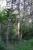 Pinus pallasiana. Нижние части стволов. Крым, склон горы Ю. Демерджи. 16.07.2021.